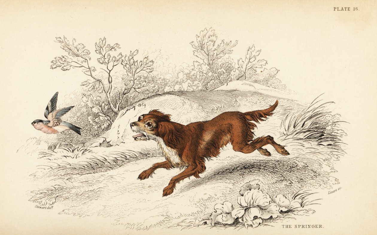 Springer or English springer spaniel, Canis lupus familiaris by William Home Lizars
