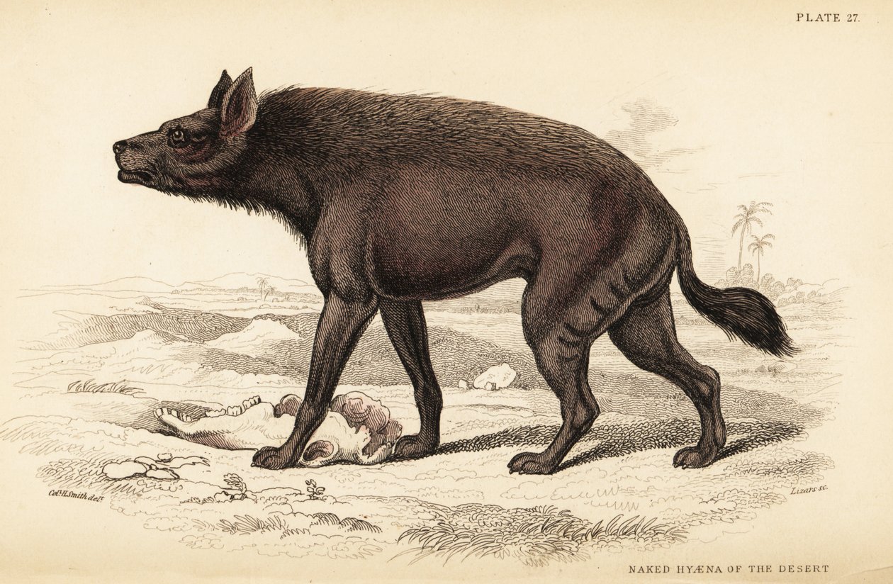 Striped hyena, Hyaena hyaena by William Home Lizars