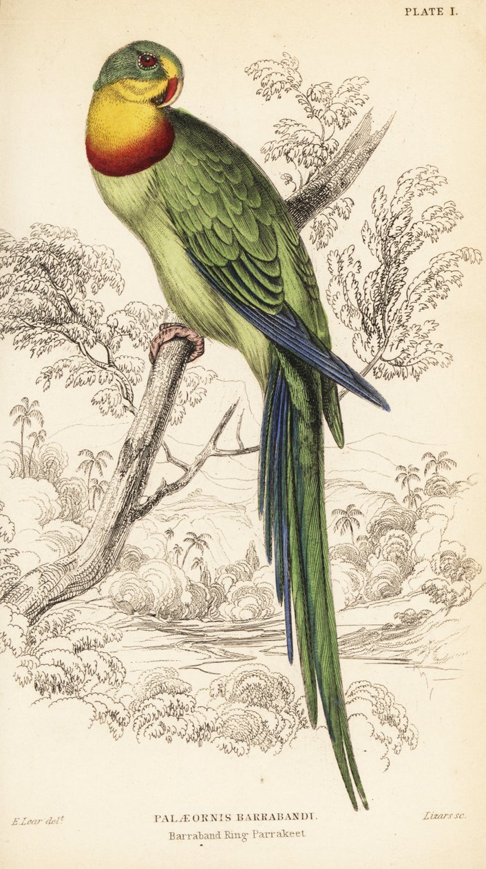 Superb parrot by William Home Lizars