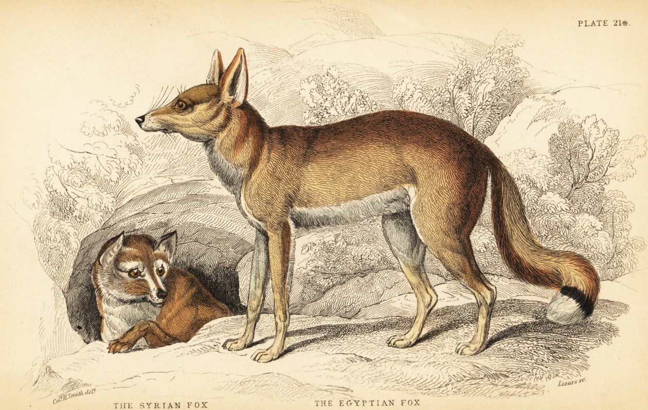 Syrian fox or Taaleb and Egyptian fox or Sabora by William Home Lizars