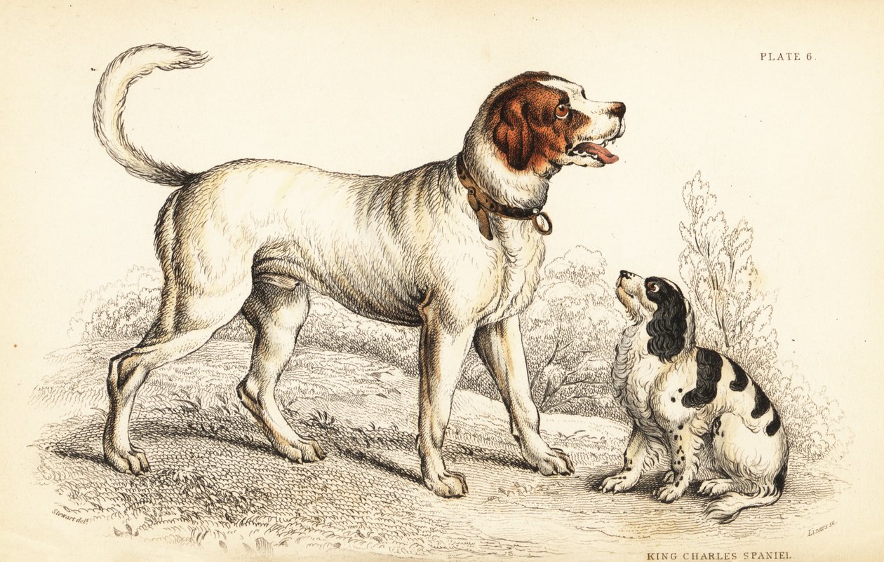 King deals st bernard