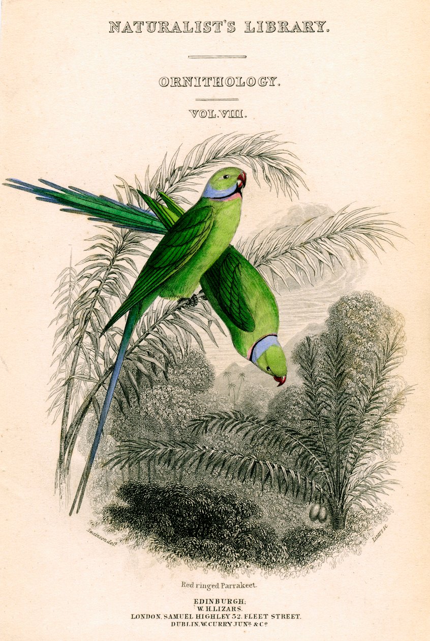 The Naturalist