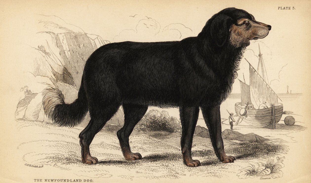 The Newfoundland dog, Canis lupus familiaris by William Home Lizars
