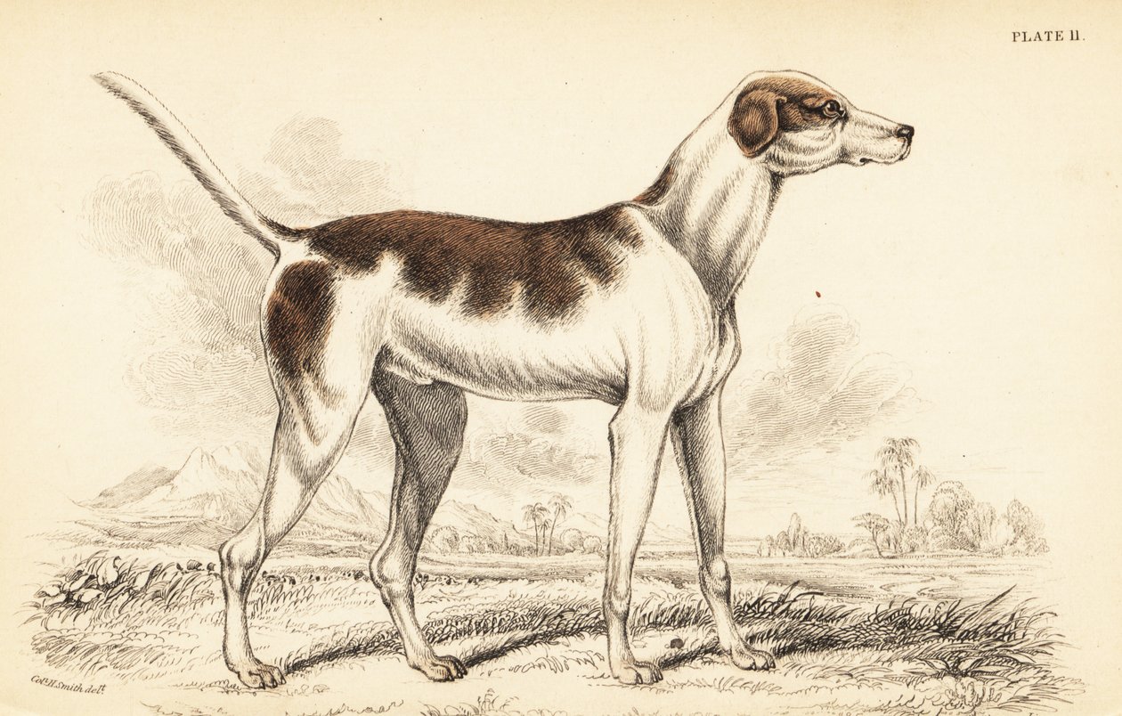 The oriental hound by William Home Lizars