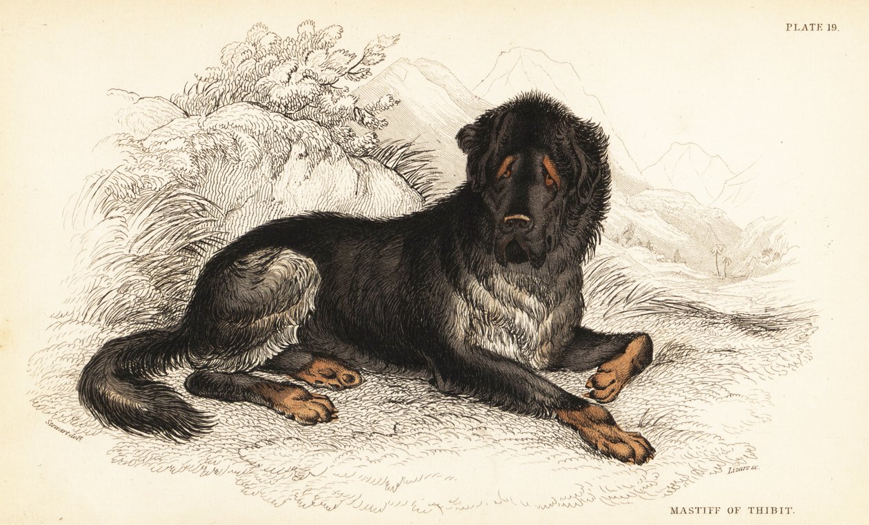 Tibetan mastiff by William Home Lizars