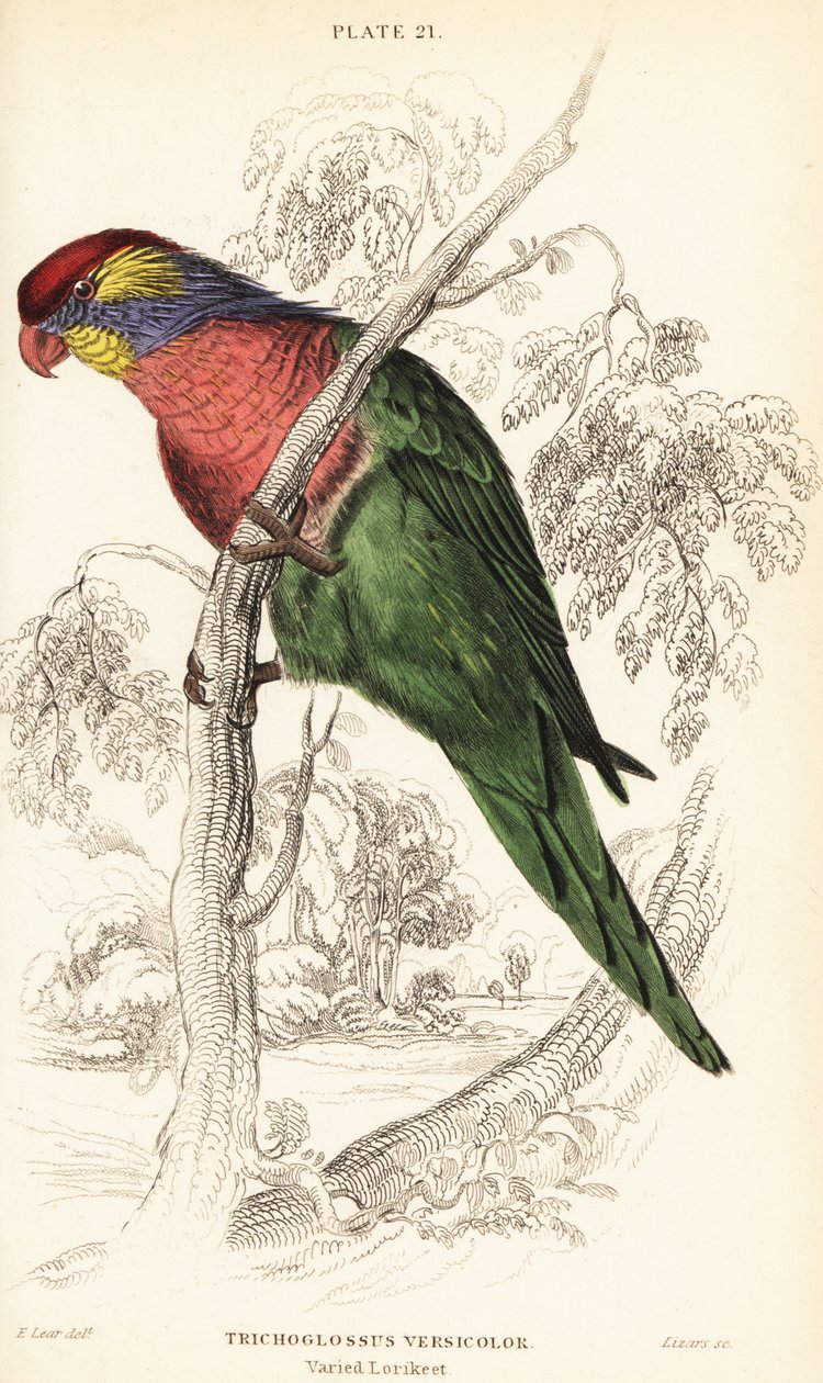 Varied lorikeet, Psitteuteles versicolor by William Home Lizars