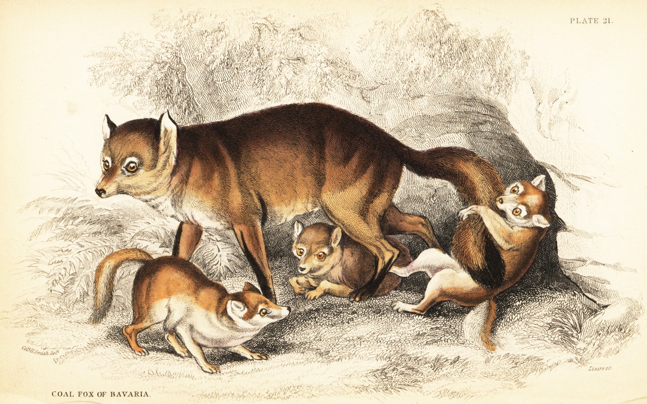 Variety of Red Fox, Vulpes vulpes, with Cubs by William Home Lizars
