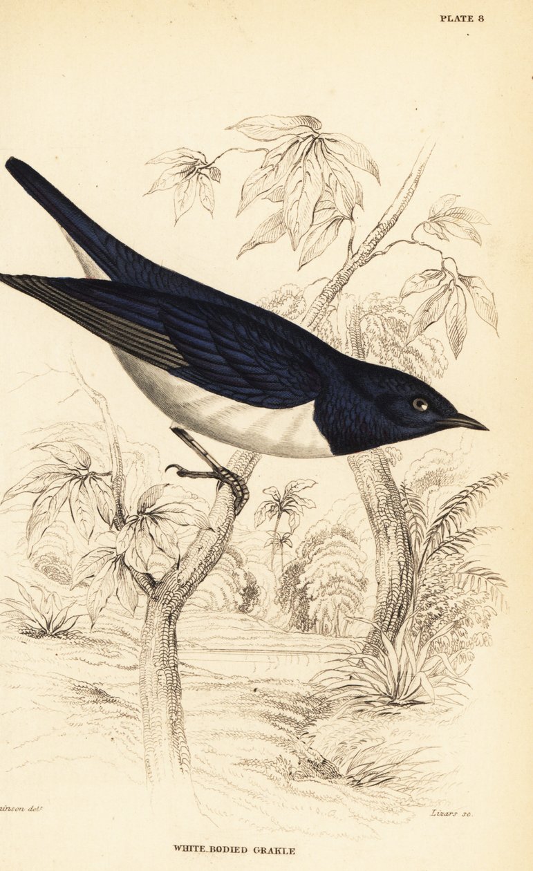 Violet-backed Starling, Cinnyricinclus leucogaster (White-bodied Grakle, Lamprotornis leucogaster) by William Home Lizars
