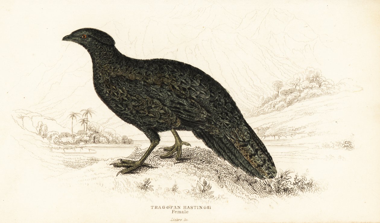 Western tragopan or western horned tragopan, female by William Home Lizars