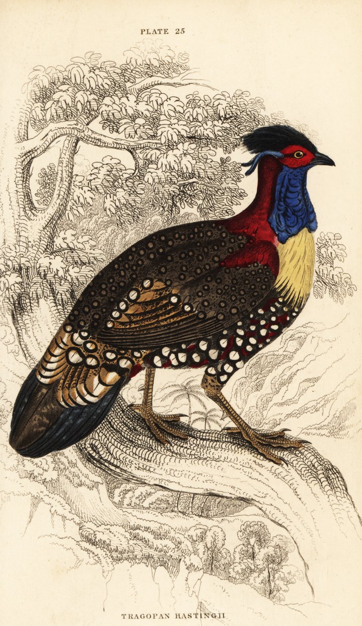 Western tragopan or western horned tragopan, male, Tragopan melanocephalus by William Home Lizars