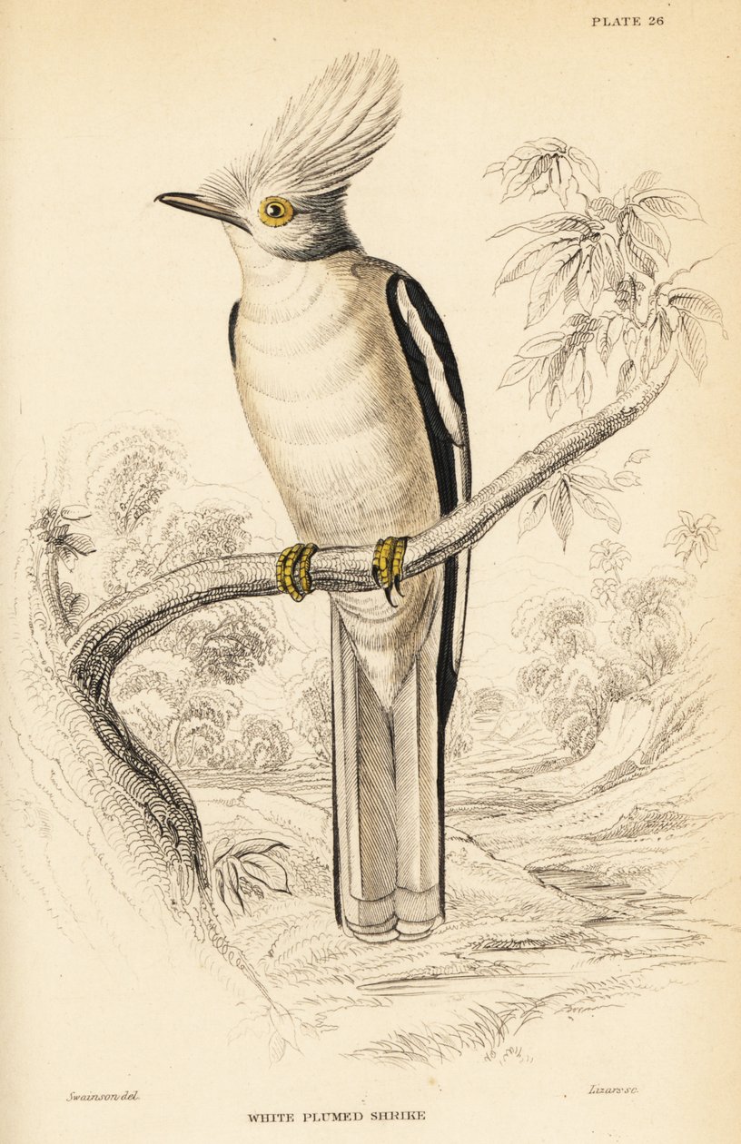 White-crested Helmetshrike, Prionops plumatus by William Home Lizars