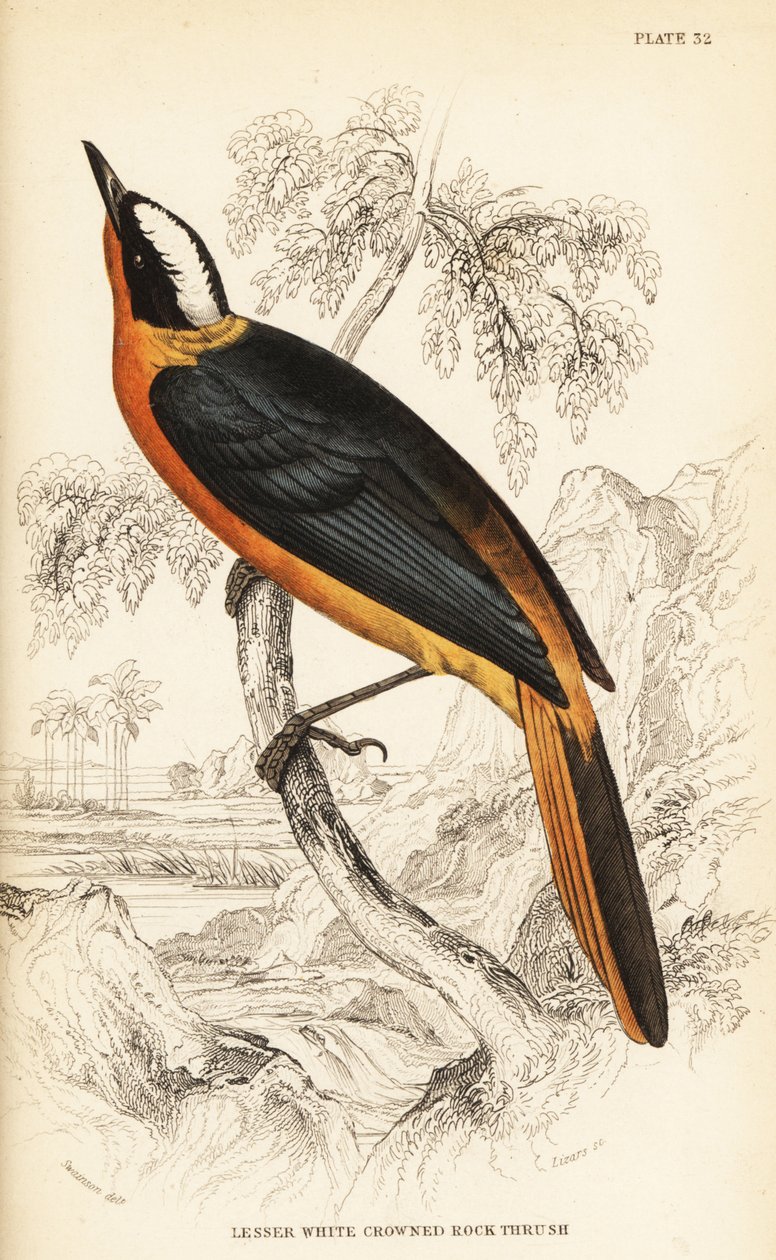 White-crowned robin-chat by William Home Lizars