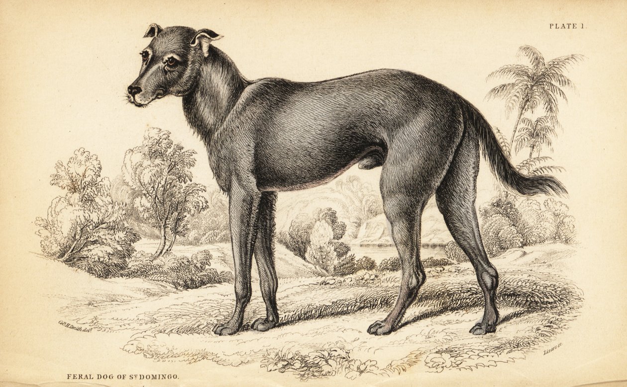 Wild dog found in the Dominican Republic and Haiti, Canis lupus familiaris by William Home Lizars
