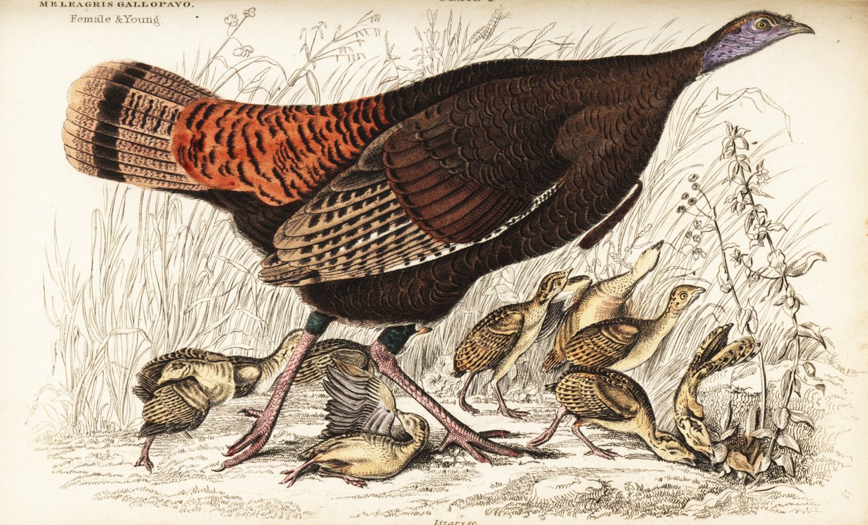 Wild turkey, female and young by William Home Lizars