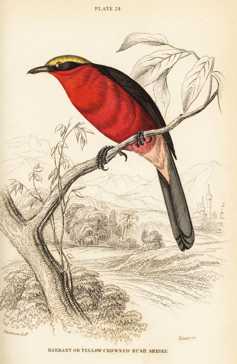 Yellow-crowned gonolek or common gonolek by William Home Lizars