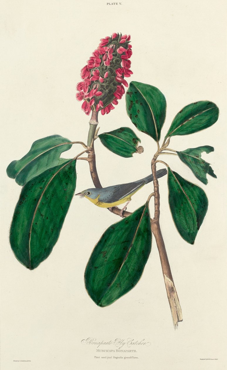 Bonaparte Fly Catcher by William Home Lizars after John James Audubon