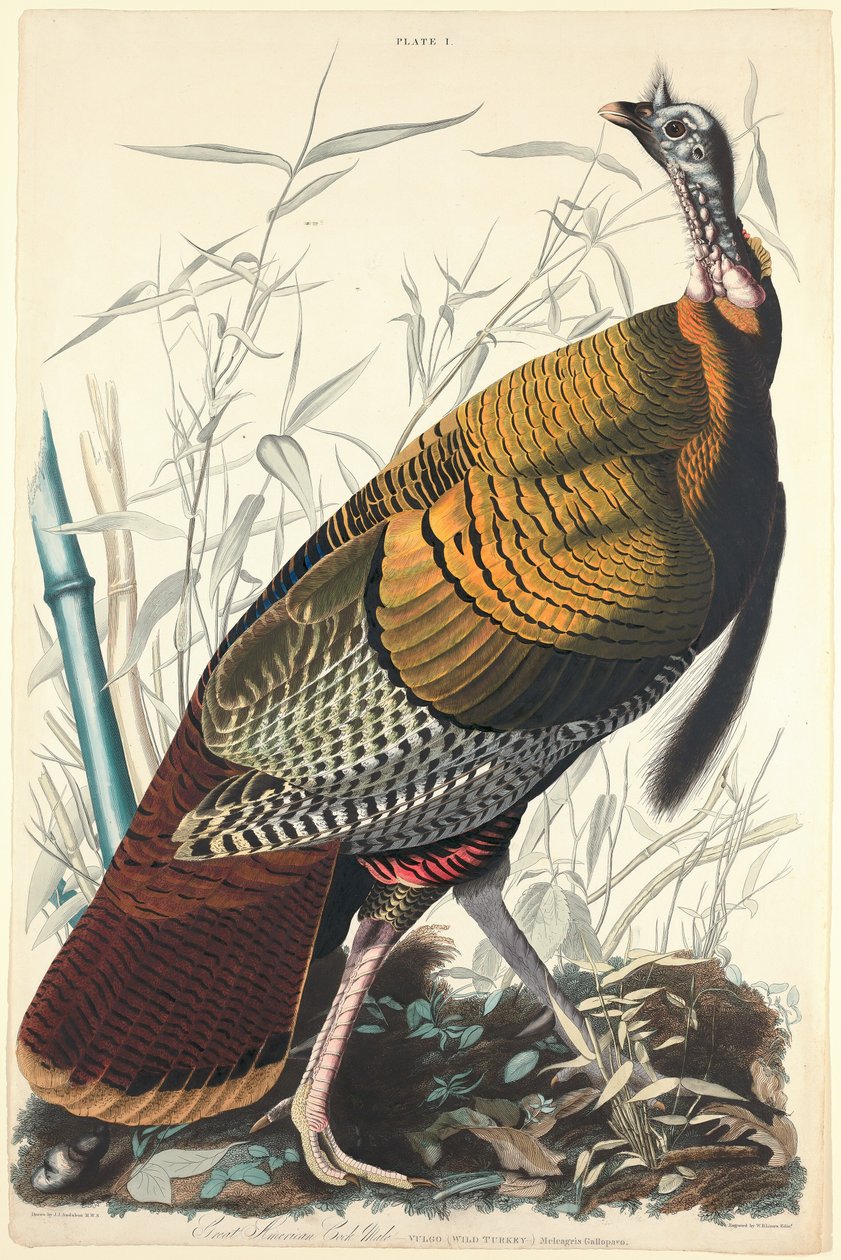 Great American Cock by William Home Lizars after John James Audubon