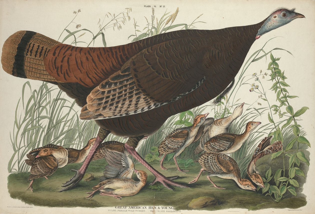 Great American Hen and Young by William Home Lizars after John James Audubon