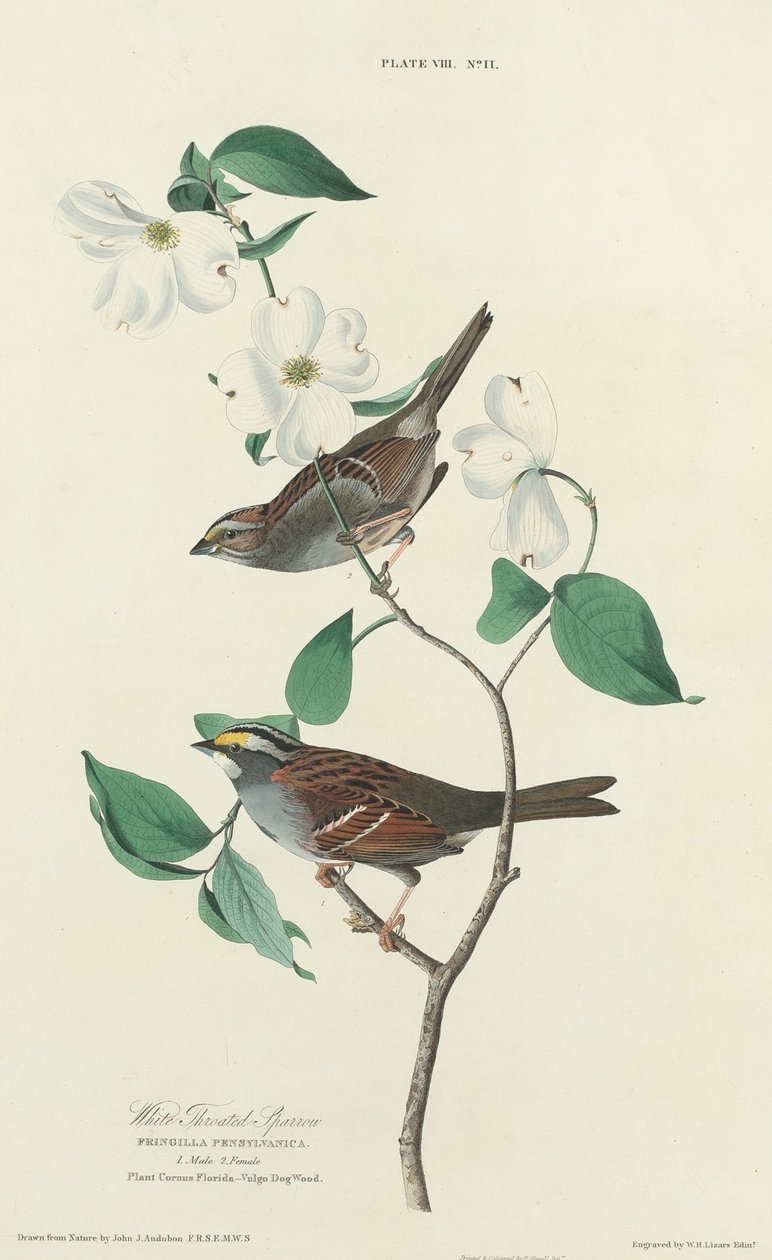 White-throated Sparrow by William Home Lizars after John James Audubon