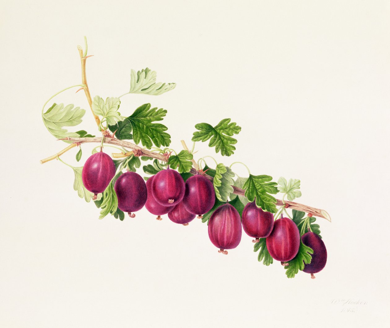 Purple Gooseberry by William Hooker