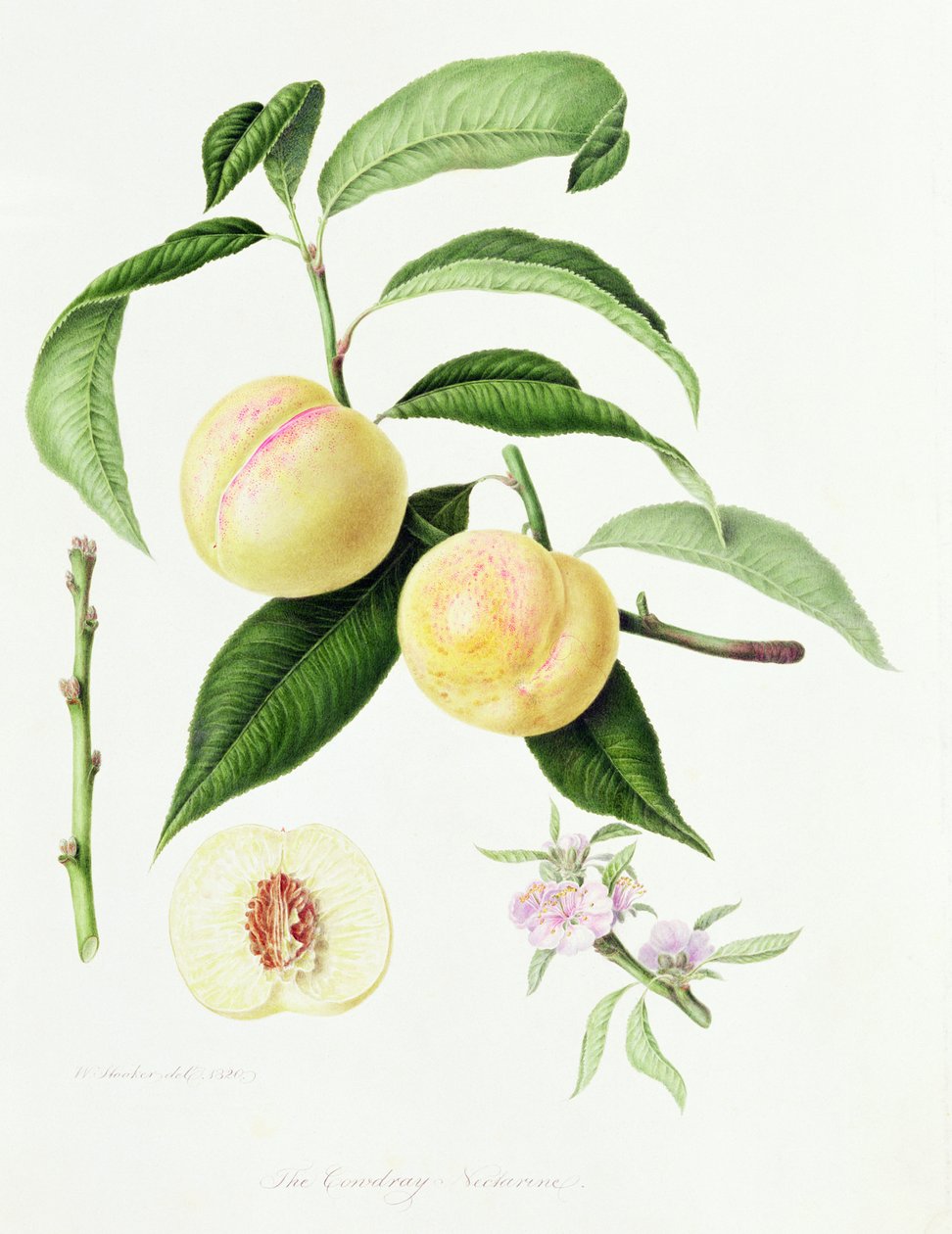 The Conudray Nectarine, 1820 by William Hooker