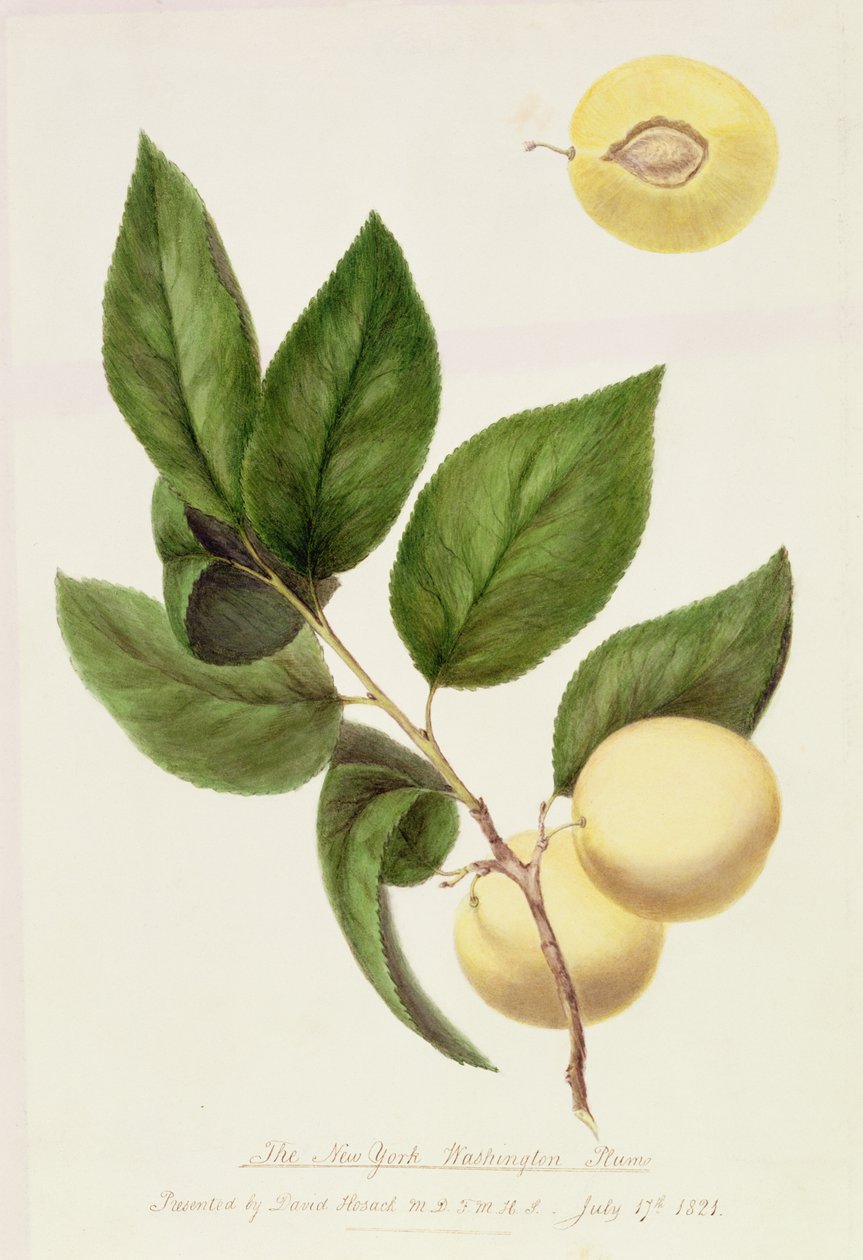 The New York Washington Plum by William Hooker
