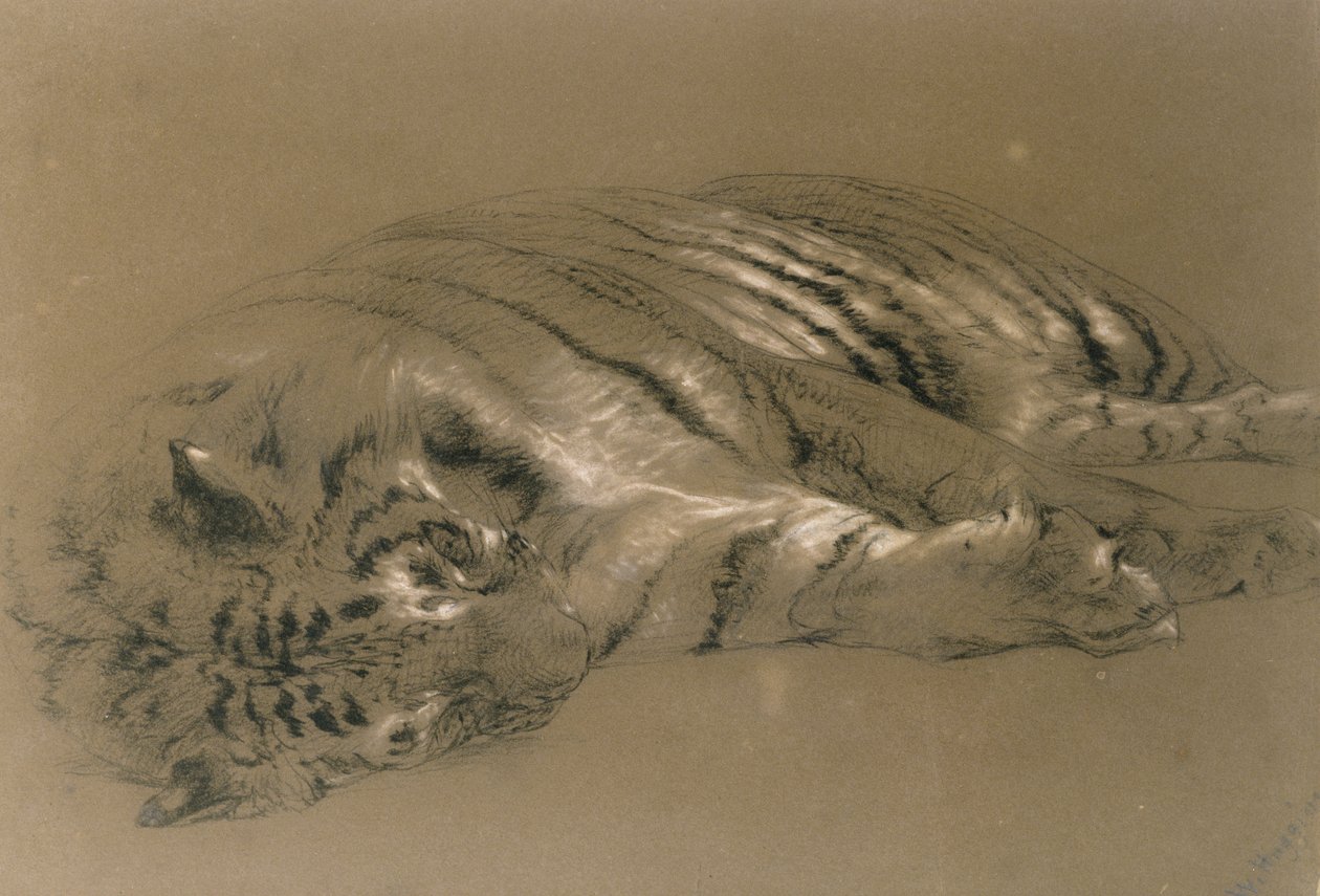 A Sleeping Tiger, 1876 by William Huggins