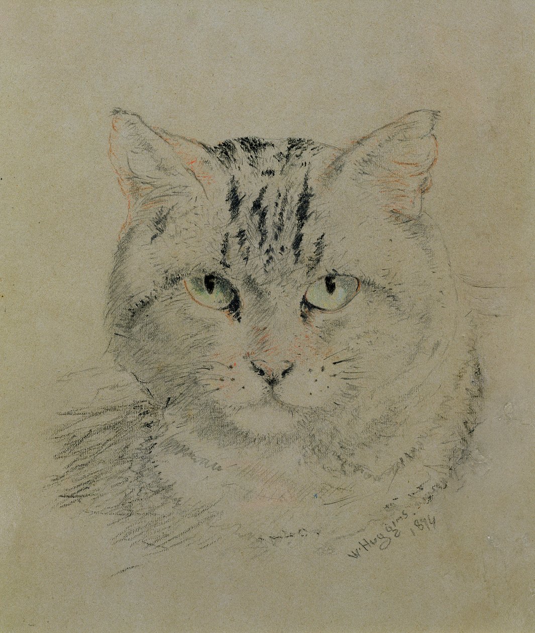Tabby Cat by William Huggins