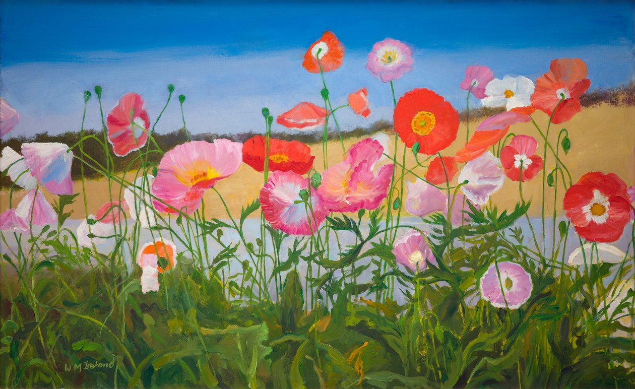 Poppies by William Ireland