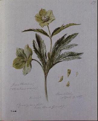Green Hellebore by William James Linton