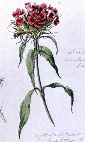 Sweet William, 7th June 1868 by William James Linton