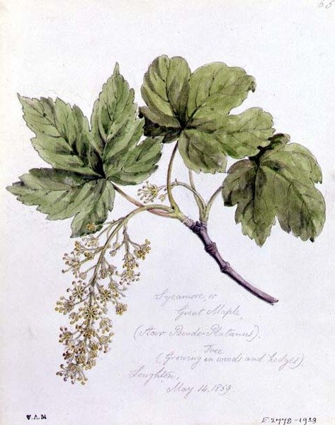 Sycamore, or Great Maple by William James Linton