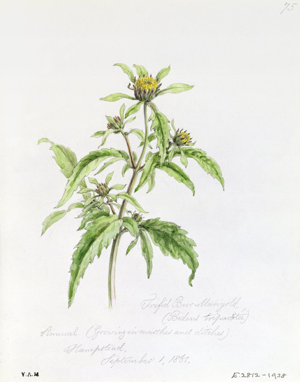 Trifid Burr-Marigold, Painted at Hampstead, 1st September 1861 by William James Linton