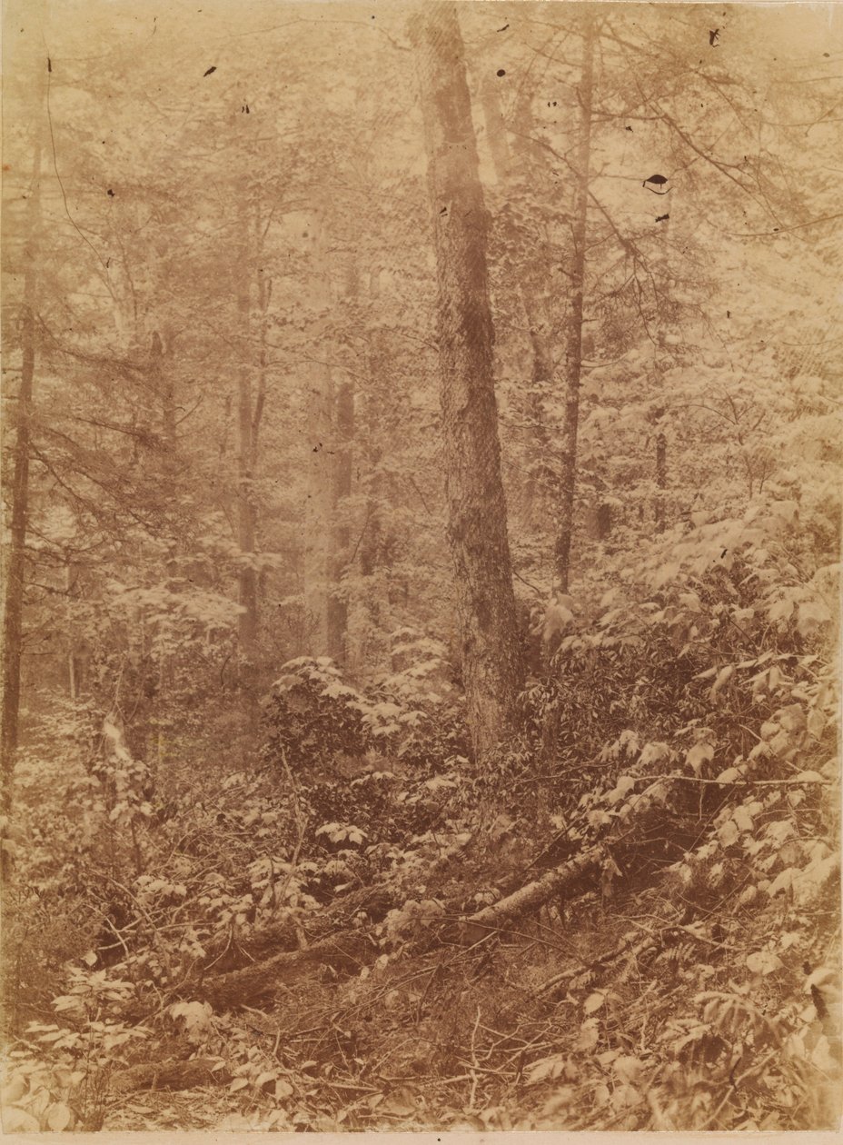 Untitled, from the portfolio The Forest: Adirondack Woods by William James Stillman