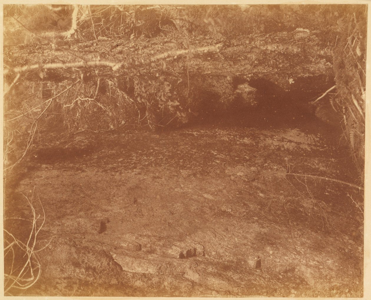 Untitled, from the portfolio The Forest: Adirondack Woods by William James Stillman