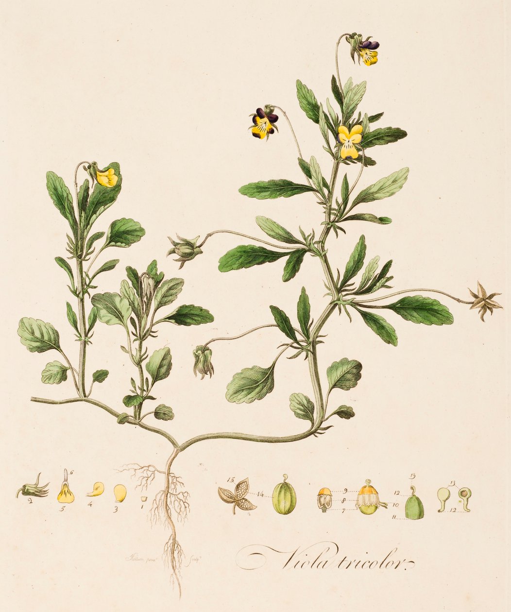 Viola Tricolor, Wild Pansy by William Kilburn