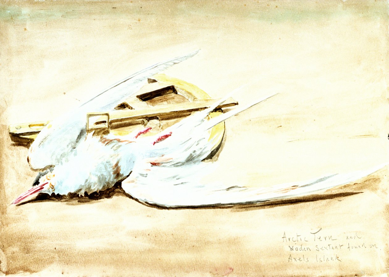 Arctic Tern and a Wooden Sextant Found on Axel