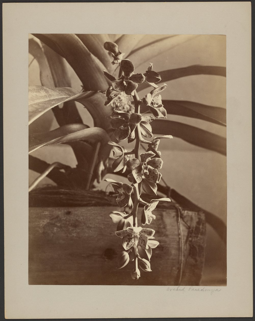 Orchids, Ceylon by William Louis Henry Skeen