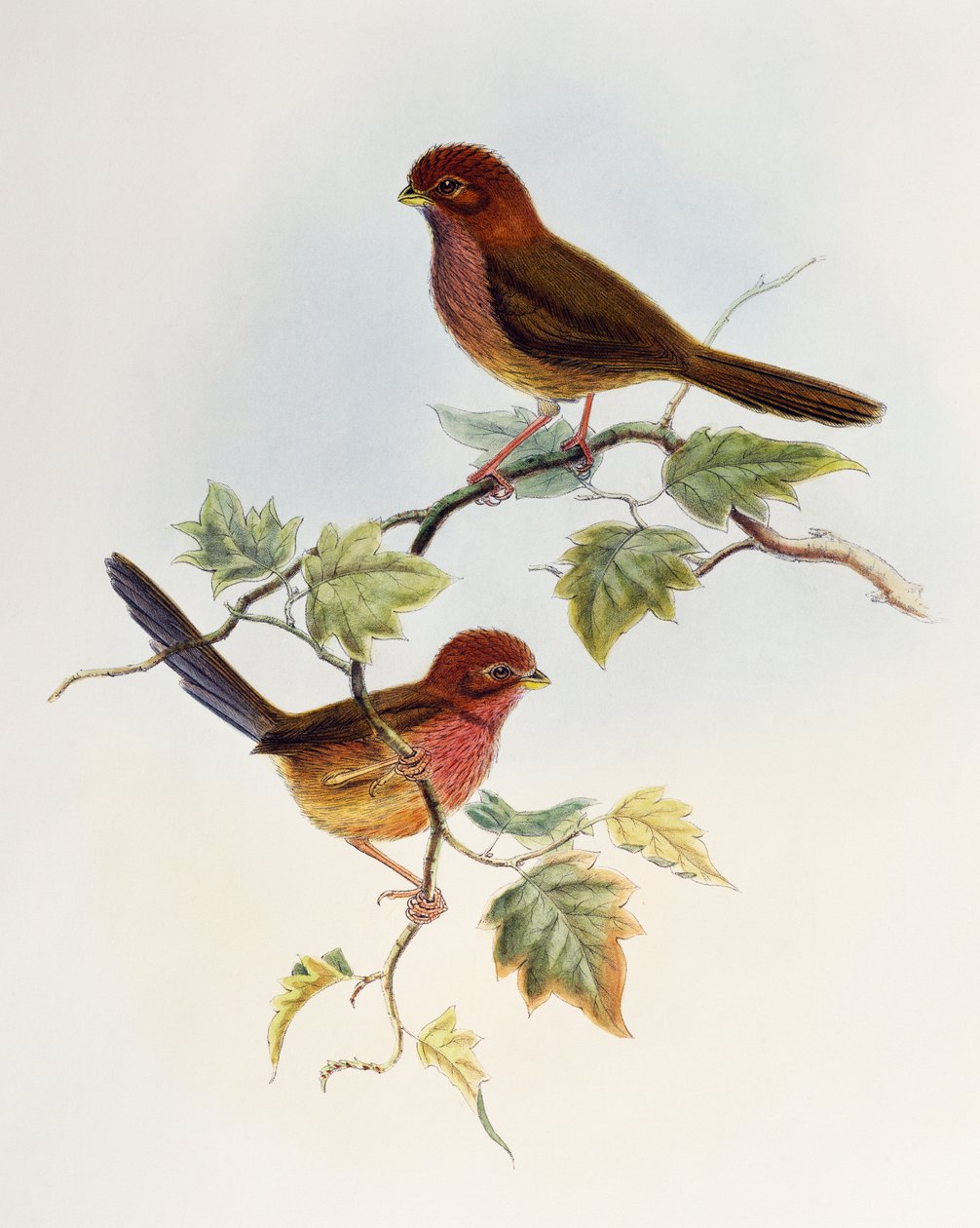 Brown-winged Parrotbill (Paradoxornis brunneus), lithograph from Birds of Asia by William Matthew Hart