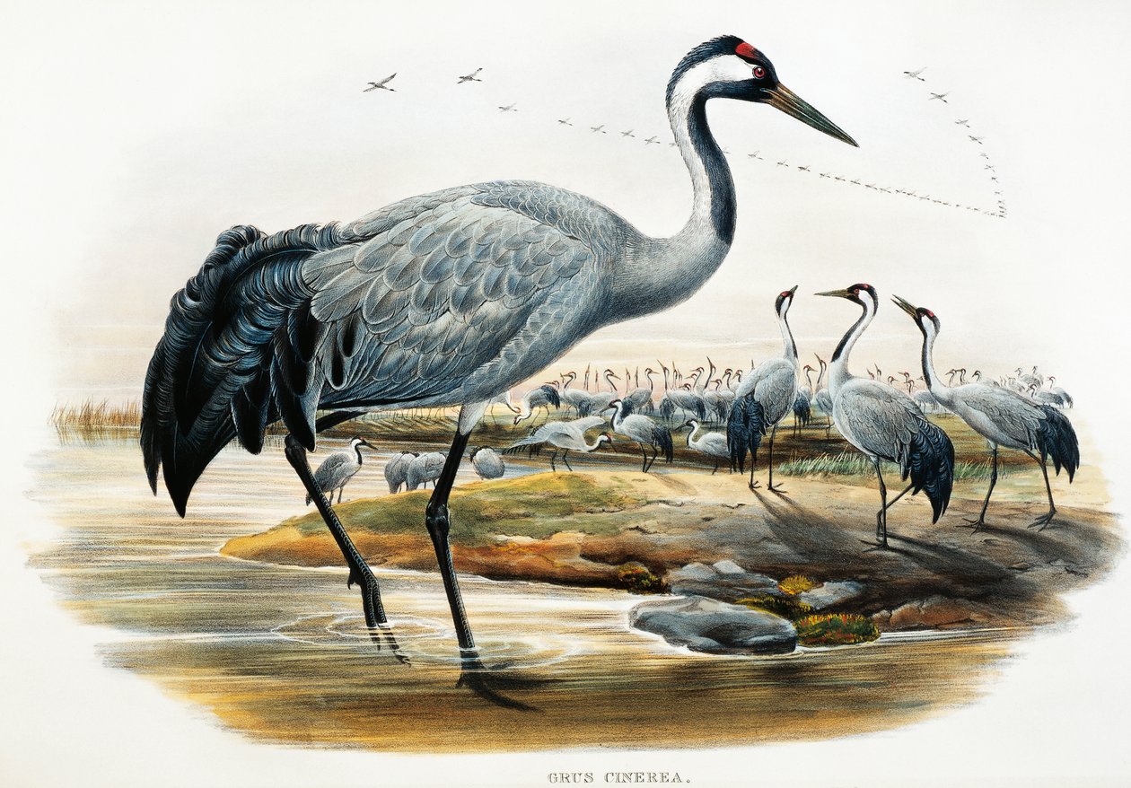 Common Crane (Grus cinerea), lithograph from Birds of Great Britain by William Matthew Hart
