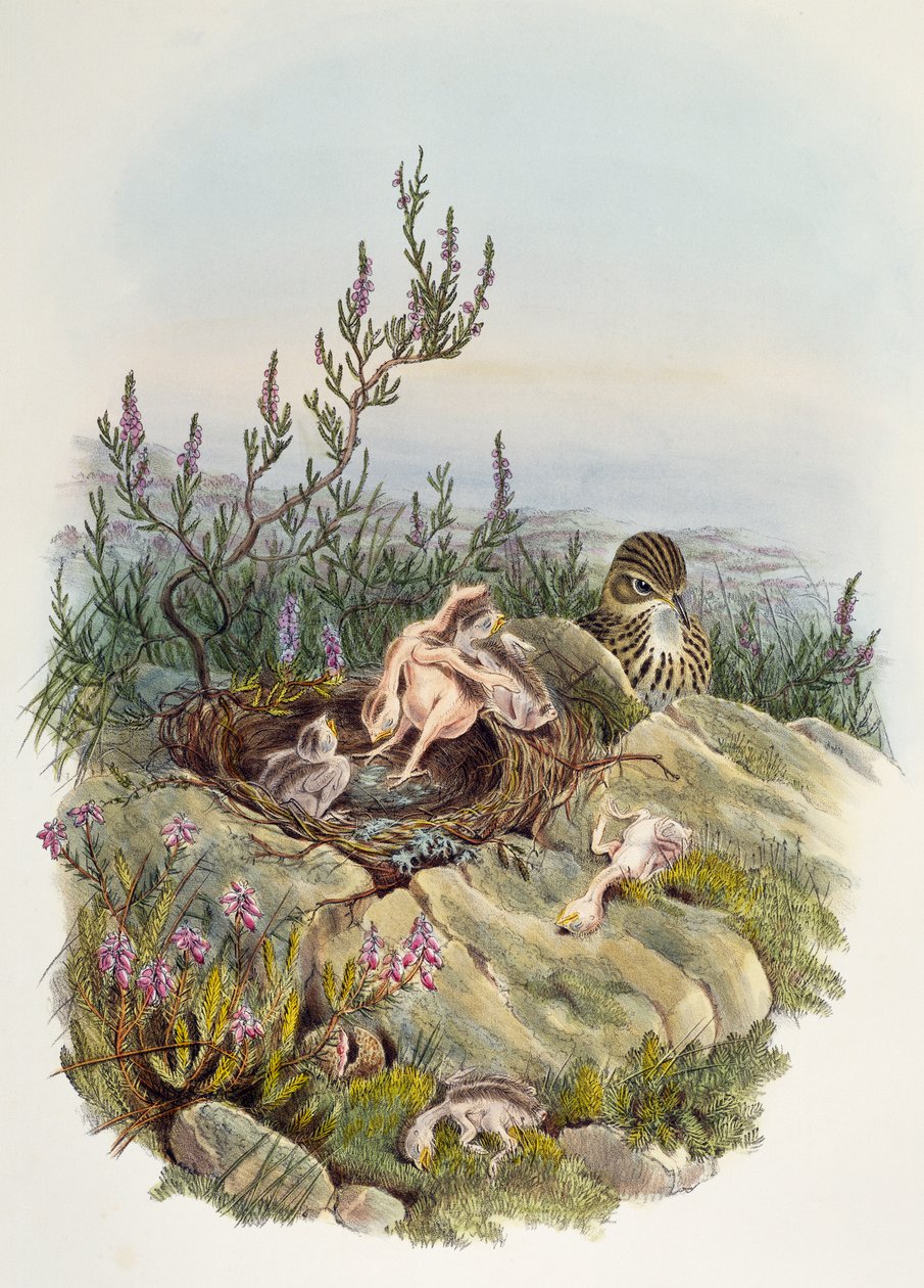 Common Cuckoo, lithograph by William Matthew Hart by William Matthew Hart