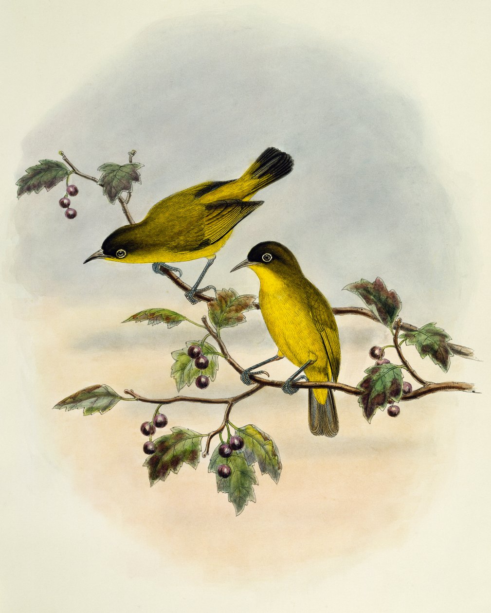 Golden-bellied White-eye (Zosterops uropygialis) by William Matthew Hart