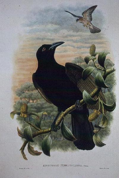 Lucocorax Pyrrhopterus, Paradise or Silky Crow by William Matthew Hart