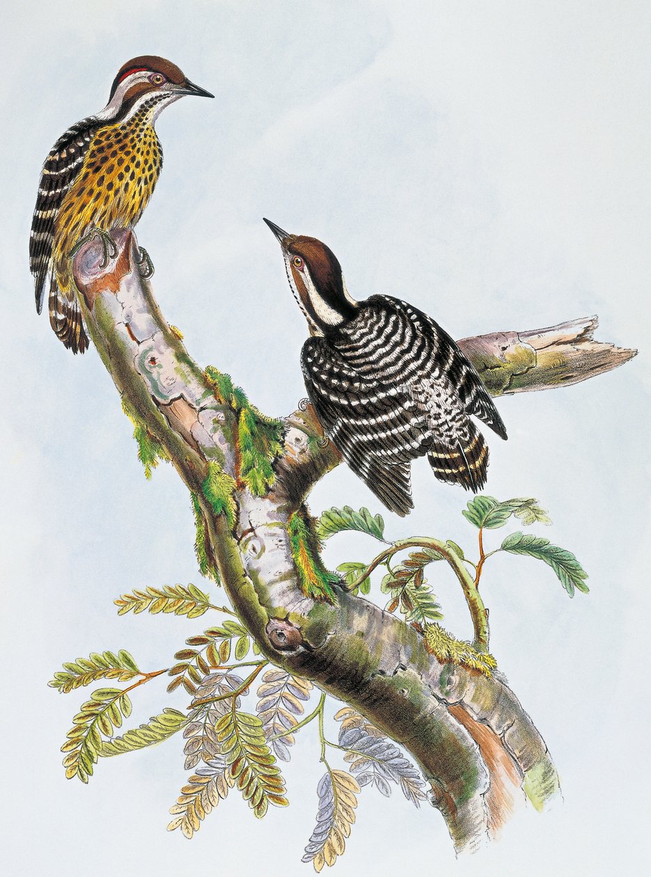 Philippine Pygmy Woodpecker (Dendrocopos maculatus), lithograph by William Matthew Hart (1830-1908), United Kingdom by William Matthew Hart