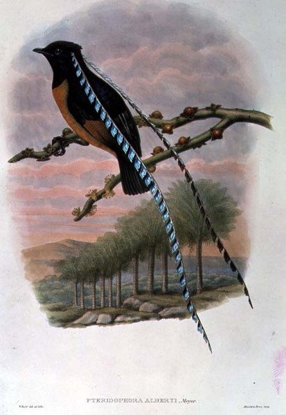 Pteridophora Alberti, King of Saxony Bird of Paradise by William Matthew Hart
