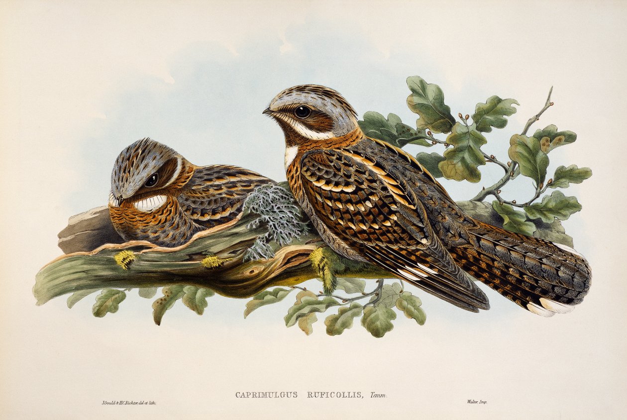 Red-necked Nightjar, lithograph from Birds of Great Britain by William Matthew Hart