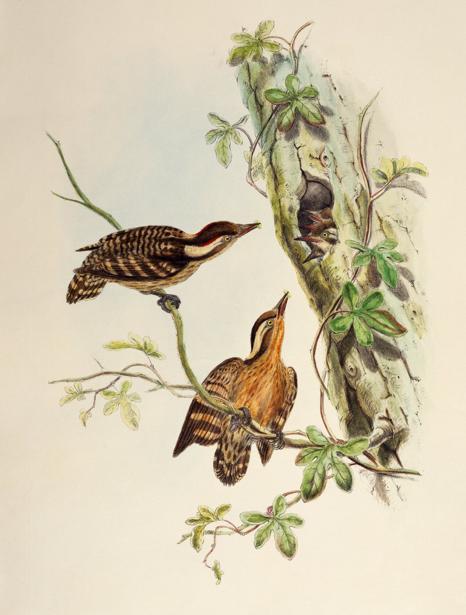 Sunda Woodpecker (Dendrocopos moluccensis), lithograph from Birds of Asia by William Matthew Hart