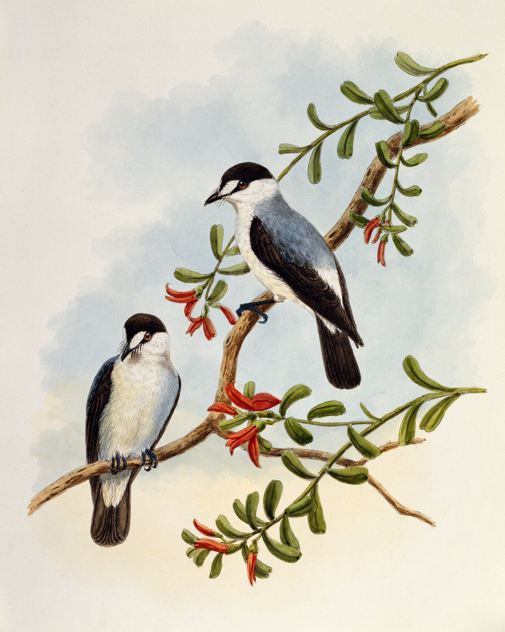 Torrent Robin (Monachella muelleriana) by William Matthew Hart