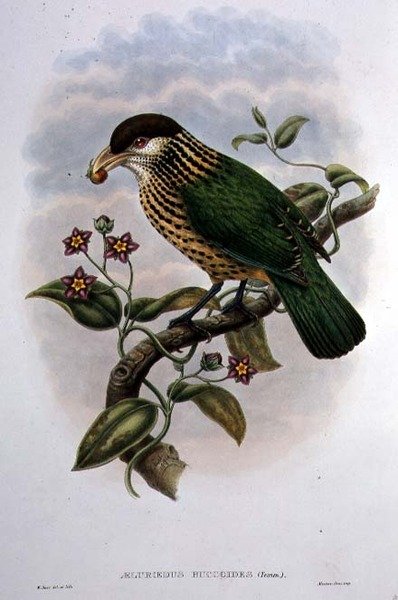 White Eared Catbird - Ailuroedus Buccoides (colour litho) by William Matthew Hart