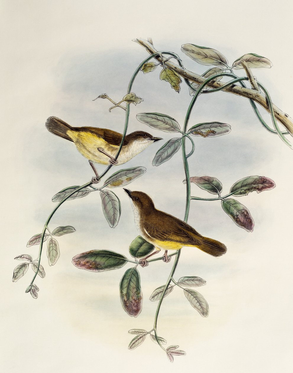 Yellow-bellied Gerygone (Gerygone chrysogaster), lithograph from Birds of Asia by William Matthew Hart